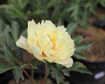 Pivoňka Itoh-hybrid 'Canary Brilliants'