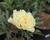 Pivoňka Itoh-hybrid 'Canary Brilliants'