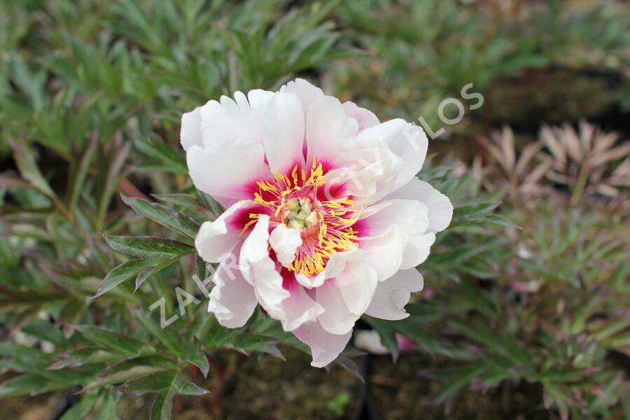 Pivoňka Itoh-hybrid 'Cora Louise' - Paeonia Itoh-hybrid 'Cora Louise'