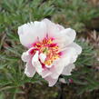 Pivoňka Itoh-hybrid 'Cora Louise' - Paeonia Itoh-hybrid 'Cora Louise'