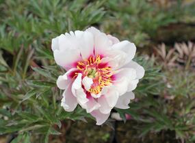 Pivoňka Itoh-hybrid 'Cora Louise' - Paeonia Itoh-hybrid 'Cora Louise'