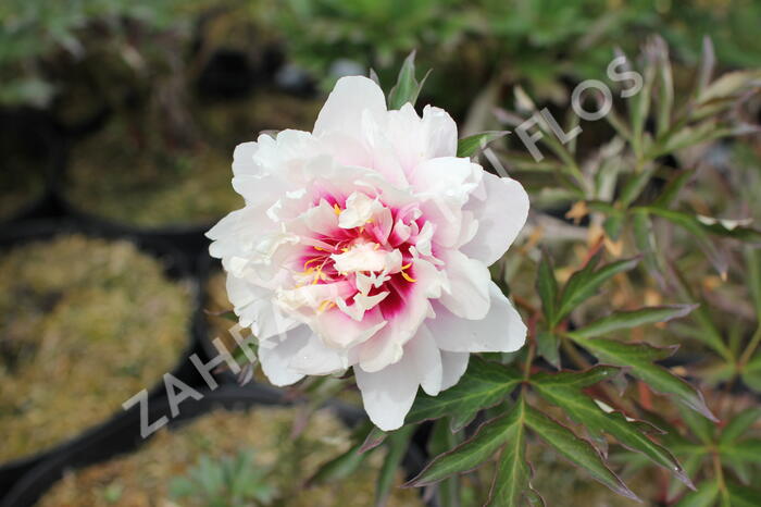 Pivoňka Itoh-hybrid 'Cora Louise' - Paeonia Itoh-hybrid 'Cora Louise'