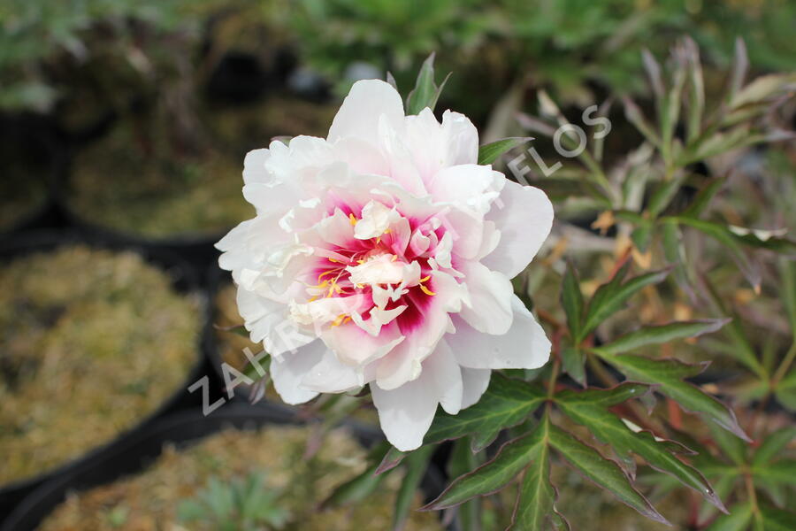 Pivoňka Itoh-hybrid 'Cora Louise' - Paeonia Itoh-hybrid 'Cora Louise'