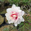 Pivoňka Itoh-hybrid 'Cora Louise' - Paeonia Itoh-hybrid 'Cora Louise'
