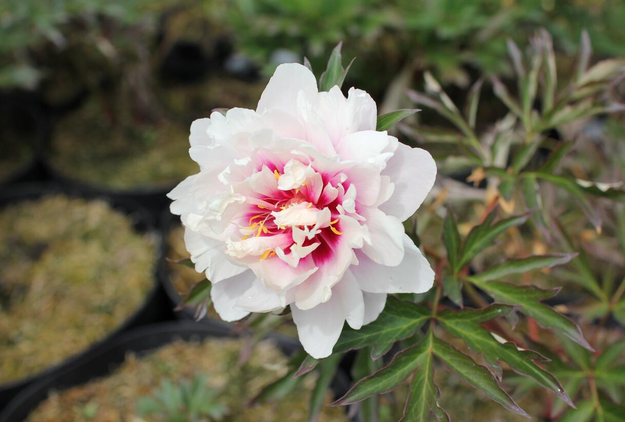 Pivoňka Itoh-hybrid 'Cora Louise' - Paeonia Itoh-hybrid 'Cora Louise'