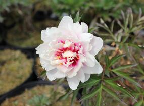 Pivoňka Itoh-hybrid 'Cora Louise' - Paeonia Itoh-hybrid 'Cora Louise'