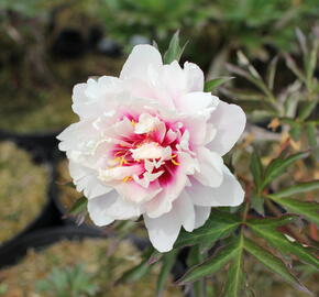 Pivoňka Itoh-hybrid 'Cora Louise' - Paeonia Itoh-hybrid 'Cora Louise'