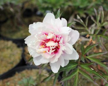 Pivoňka Itoh-hybrid 'Cora Louise'