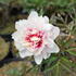 Paeonia Itoh-hybrid 'Cora Louise'_01.JPG