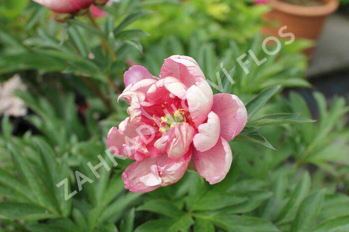 Pivoňka Itoh-hybrid 'Pink Double Dandy' - Paeonia Itoh-hybrid 'Pink Double Dandy'