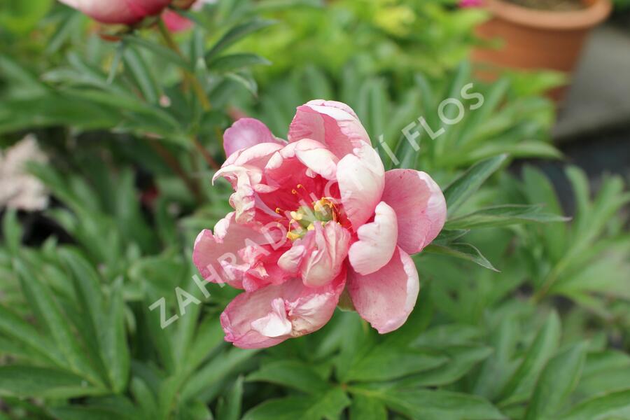 Pivoňka Itoh-hybrid 'Pink Double Dandy' - Paeonia Itoh-hybrid 'Pink Double Dandy'