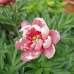 Pivoňka Itoh-hybrid 'Pink Double Dandy' - Paeonia Itoh-hybrid 'Pink Double Dandy'