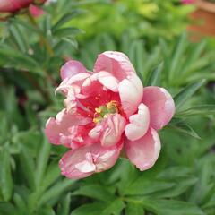 Pivoňka Itoh-hybrid 'Pink Double Dandy' - Paeonia Itoh-hybrid 'Pink Double Dandy'