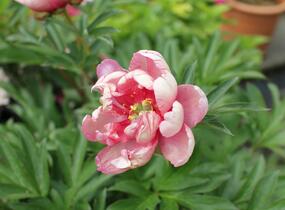 Pivoňka Itoh-hybrid 'Pink Double Dandy' - Paeonia Itoh-hybrid 'Pink Double Dandy'