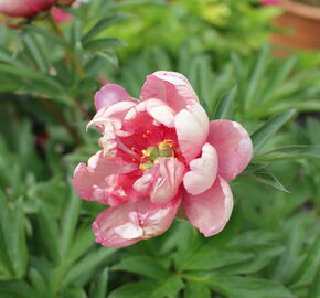 Pivoňka Itoh-hybrid 'Pink Double Dandy' - Paeonia Itoh-hybrid 'Pink Double Dandy'