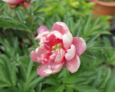 Pivoňka Itoh-hybrid 'Pink Double Dandy'