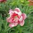 Paeonia Itoh-hybrid 'Pink Double Dandy'.JPG