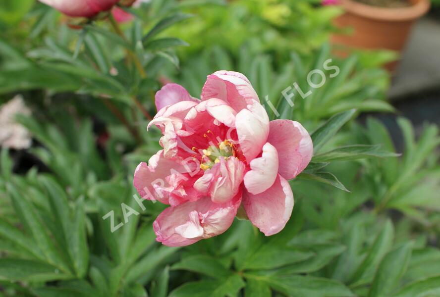 Pivoňka Itoh-hybrid 'Pink Double Dandy' - Paeonia Itoh-hybrid 'Pink Double Dandy'