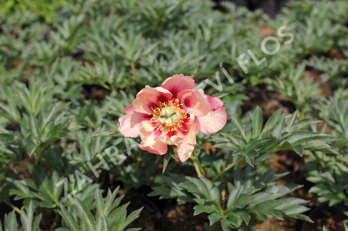 Pivoňka Itoh-hybrid 'Old Rose Dandy' - Paeonia itoh-hybrid 'Old Rose Dandy'