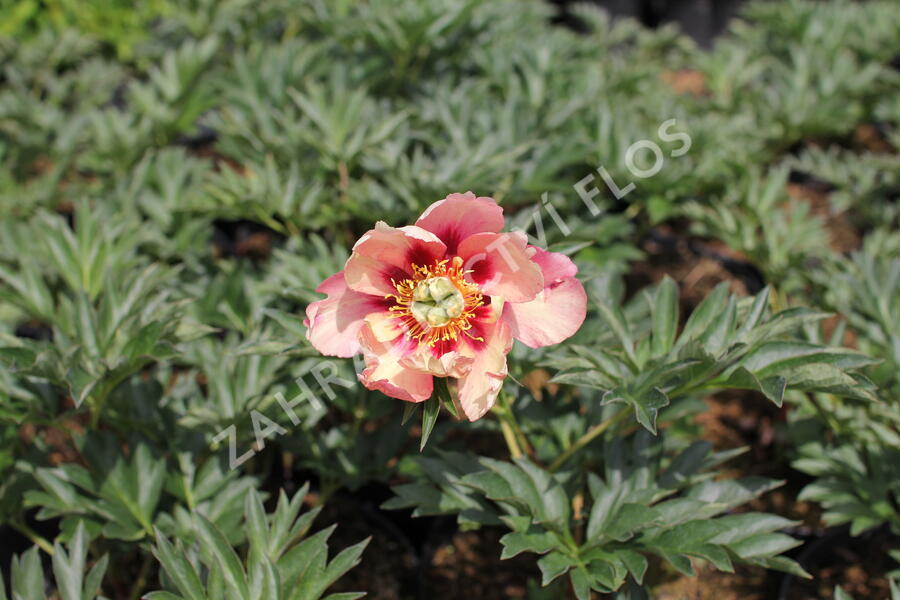 Pivoňka Itoh-hybrid 'Old Rose Dandy' - Paeonia itoh-hybrid 'Old Rose Dandy'