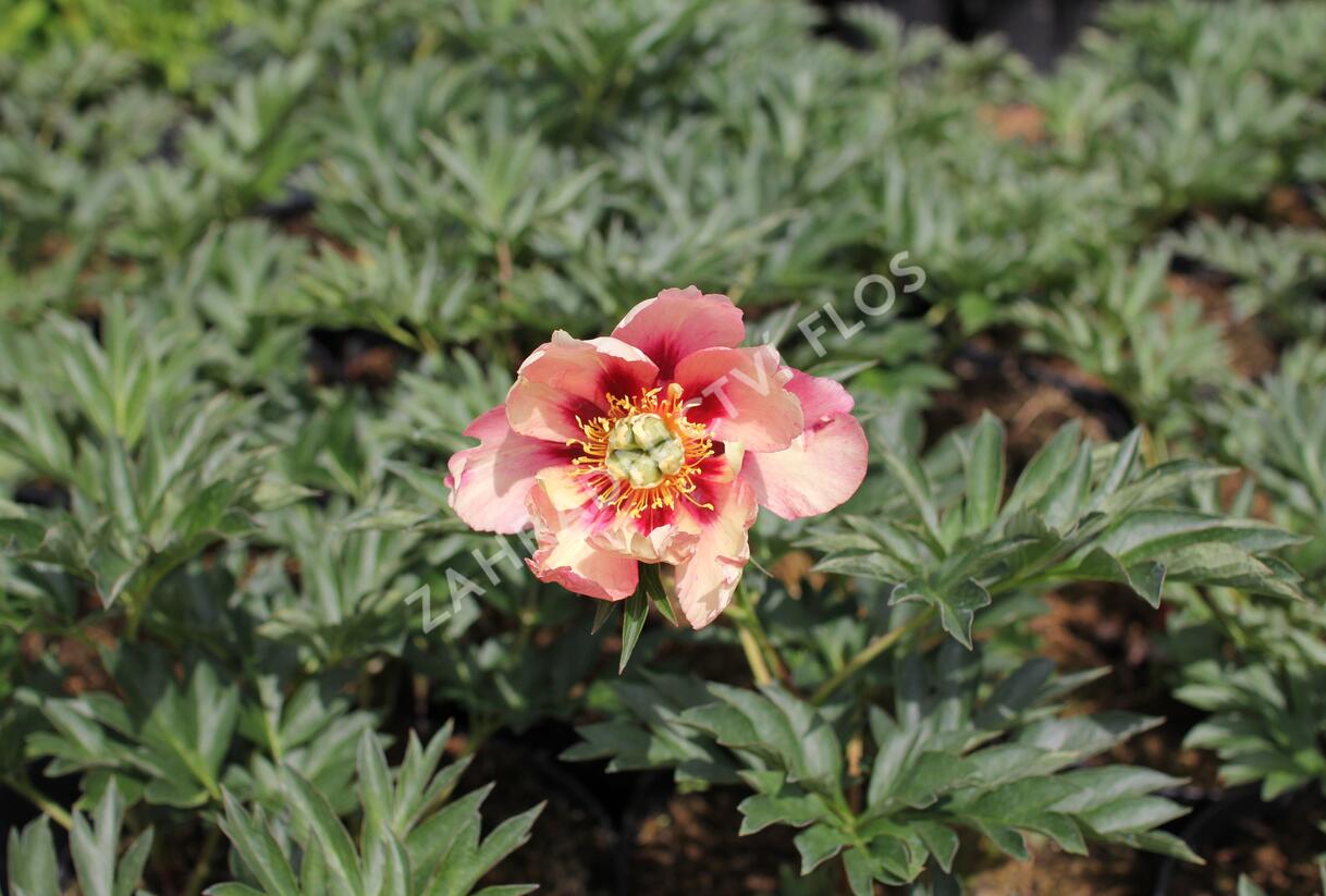 Pivoňka Itoh-hybrid 'Old Rose Dandy' - Paeonia itoh-hybrid 'Old Rose Dandy'