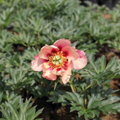 Pivoňka Itoh-hybrid 'Old Rose Dandy' - Paeonia itoh-hybrid 'Old Rose Dandy'