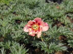 Pivoňka Itoh-hybrid 'Old Rose Dandy' - Paeonia itoh-hybrid 'Old Rose Dandy'