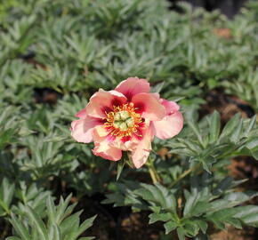 Pivoňka Itoh-hybrid 'Old Rose Dandy' - Paeonia itoh-hybrid 'Old Rose Dandy'