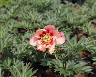 Pivoňka Itoh-hybrid 'Old Rose Dandy'