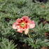 Paeonia itoh-hybrid 'Old Rose Dandy'.JPG