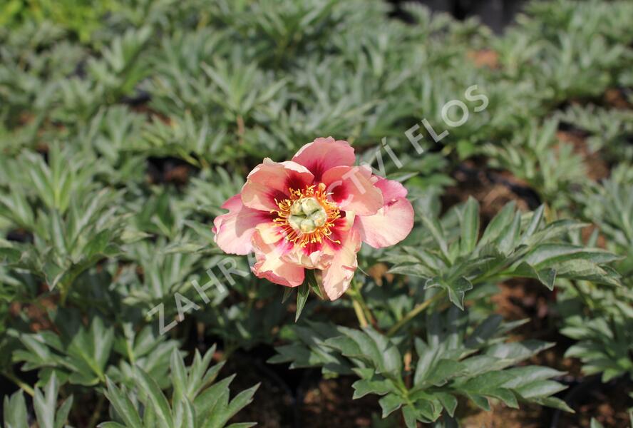Pivoňka Itoh-hybrid 'Old Rose Dandy' - Paeonia itoh-hybrid 'Old Rose Dandy'
