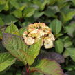 Hortenzie pilovitá 'Preziosa' - Hydrangea serrata 'Preziosa'