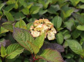 Hortenzie pilovitá 'Preziosa' - Hydrangea serrata 'Preziosa'