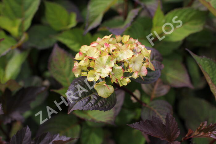 Hortenzie pilovitá 'Preziosa' - Hydrangea serrata 'Preziosa'