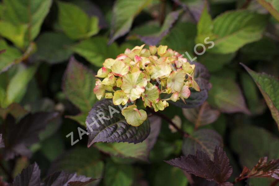 Hortenzie pilovitá 'Preziosa' - Hydrangea serrata 'Preziosa'