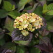 Hortenzie pilovitá 'Preziosa' - Hydrangea serrata 'Preziosa'