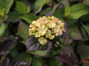 Hortenzie pilovitá 'Preziosa' - Hydrangea serrata 'Preziosa'