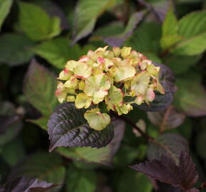 Hortenzie pilovitá 'Preziosa' - Hydrangea serrata 'Preziosa'