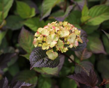 Hortenzie pilovitá 'Preziosa'