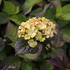 Hydrangea serrata 'Preziosa'.JPG