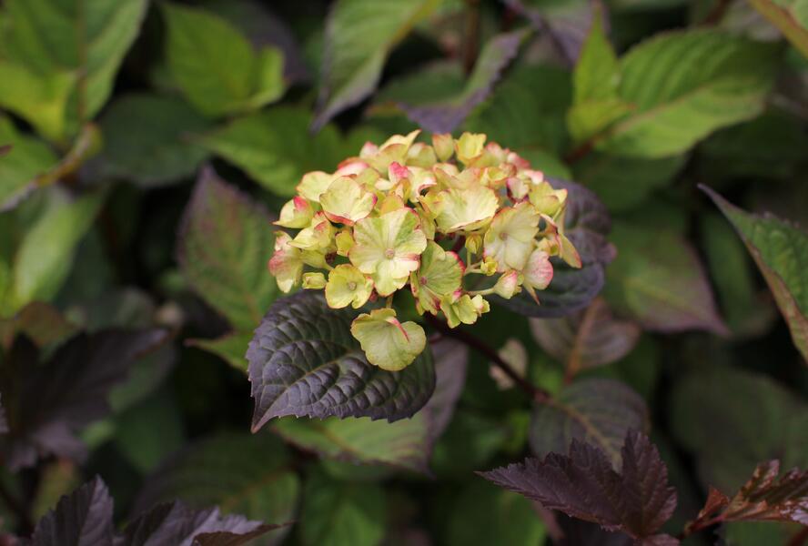 Hortenzie pilovitá 'Preziosa' - Hydrangea serrata 'Preziosa'