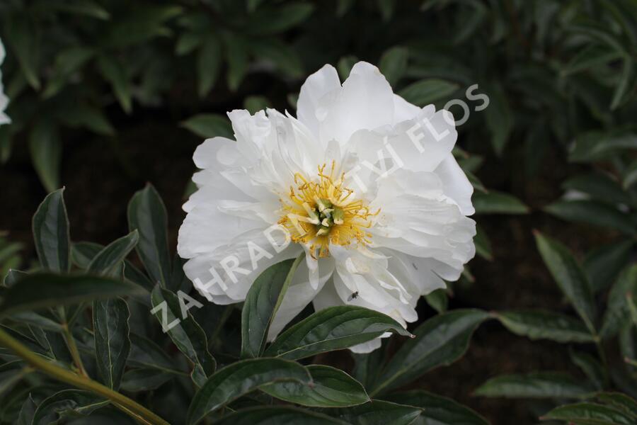 Pivoňka bělokvětá 'Miss Amerika' - Paeonia lactiflora 'Miss Amerika'