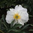 Pivoňka bělokvětá 'Miss Amerika' - Paeonia lactiflora 'Miss Amerika'