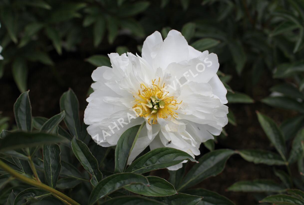 Pivoňka bělokvětá 'Miss Amerika' - Paeonia lactiflora 'Miss Amerika'