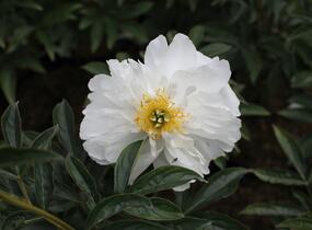 Pivoňka bělokvětá 'Miss Amerika' - Paeonia lactiflora 'Miss Amerika'