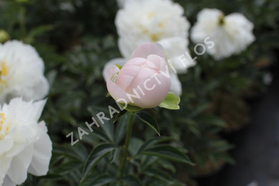 Pivoňka bělokvětá 'Miss Amerika' - Paeonia lactiflora 'Miss Amerika'