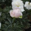 Pivoňka bělokvětá 'Miss Amerika' - Paeonia lactiflora 'Miss Amerika'