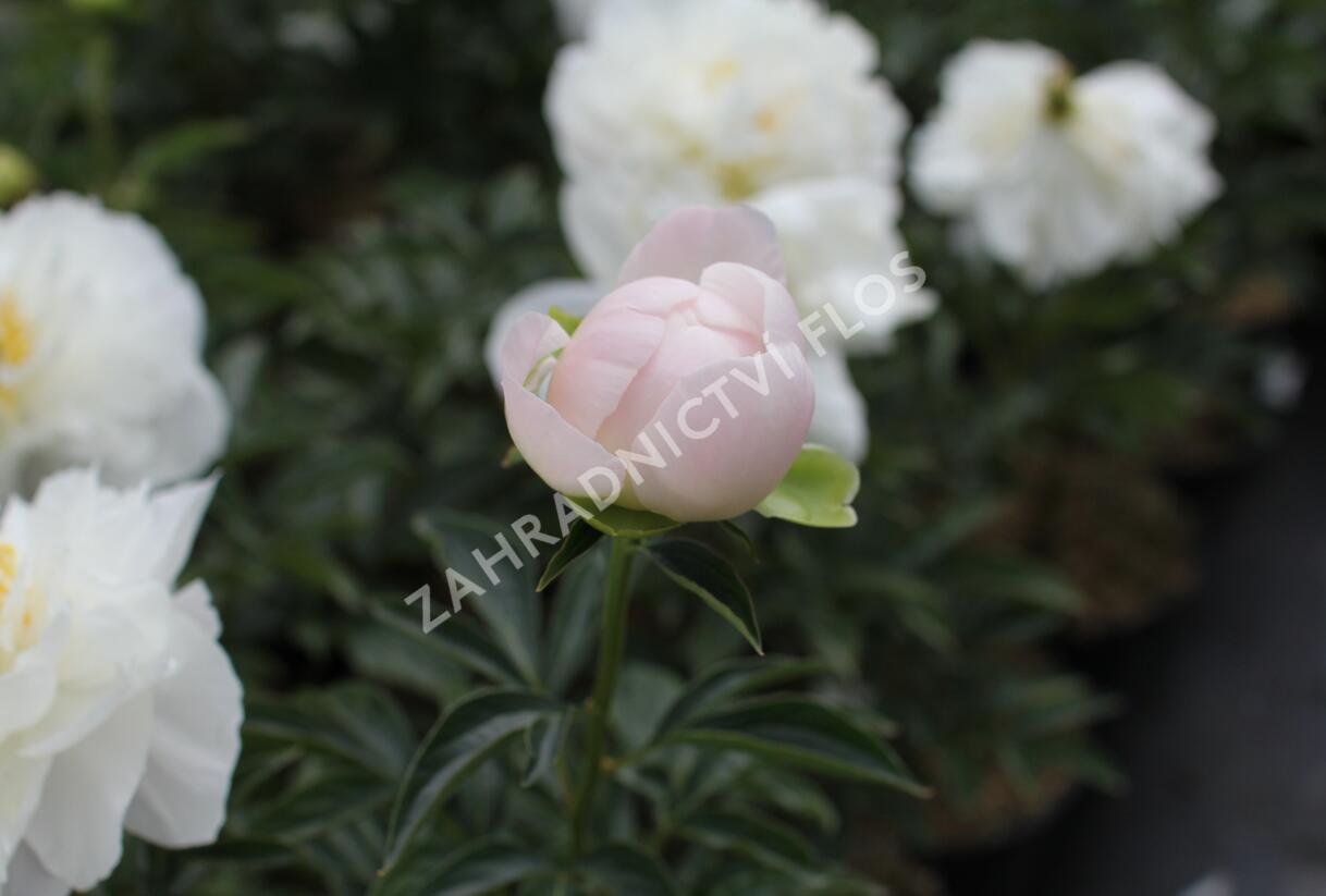 Pivoňka bělokvětá 'Miss Amerika' - Paeonia lactiflora 'Miss Amerika'
