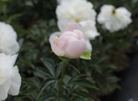 Pivoňka bělokvětá 'Miss Amerika' - Paeonia lactiflora 'Miss Amerika'
