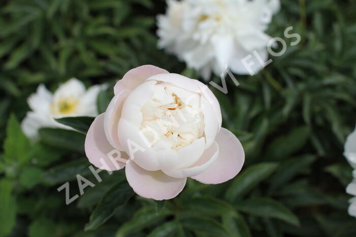 Pivoňka bělokvětá 'Miss Amerika' - Paeonia lactiflora 'Miss Amerika'